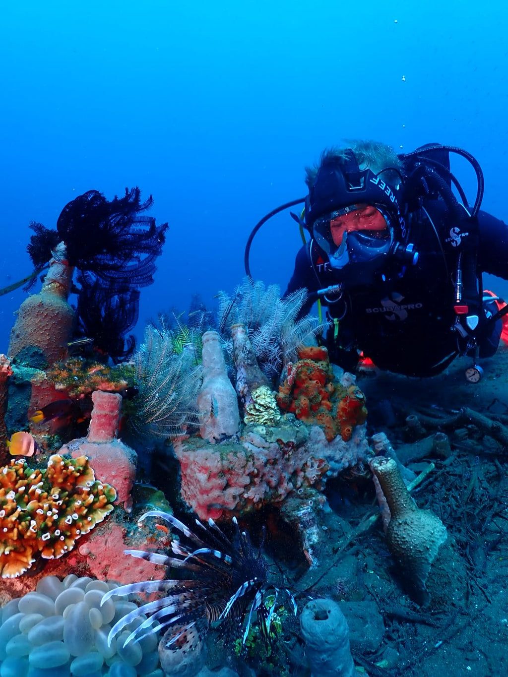 CURS ON-LINE IDM OCEAN REEF